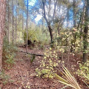 The Forest in transition