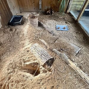 Nine-Banded Armadillo Exhibit