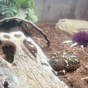 Eastern Hognose Snake