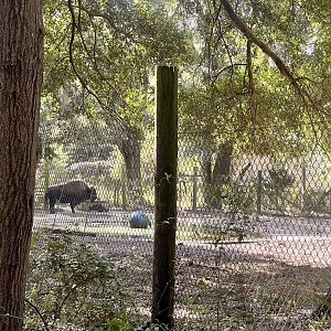 Plains Bison