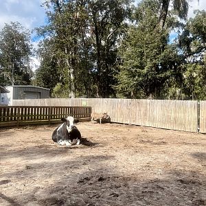 Cattle and Ass Exhibit