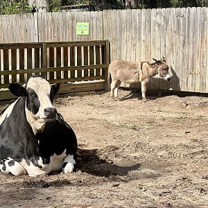 Domestic Cattle and Domestic Ass