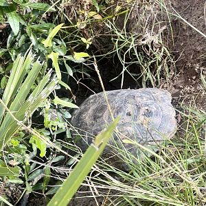 Gopher Tortoise