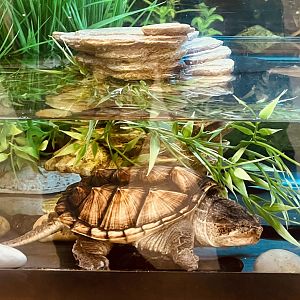 Common Snapping Turtle