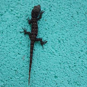 White-throated gecko