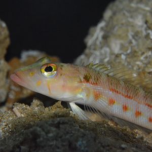 Red sandperch (Parapercis rufa)