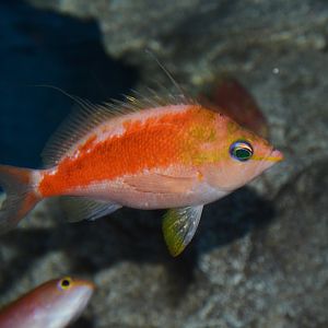 Little fairy basslet (Sacura parva)