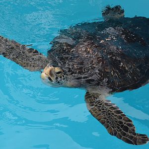 Black sea turtle (Chelonia mydas 'agassizii')