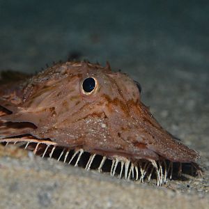 Jaggedhead gurnard (Gargariscus prionocephalus)