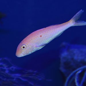 Cinnabar goatfish (Parupeneus heptacanthus)