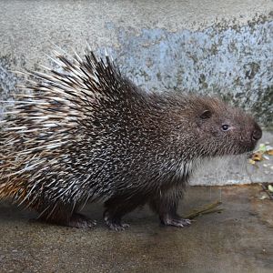 Malayan porcupine (Hystrix brachyura)