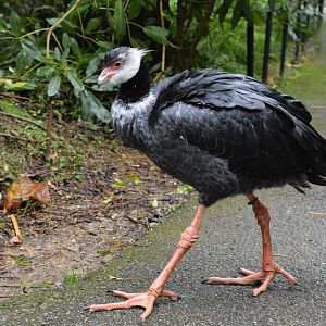 Northern screamer (Chauna chavaria)
