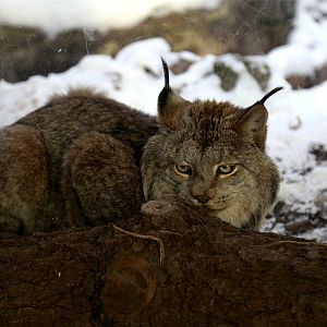 Canada Lynx (Lynx canadensis), January 2018