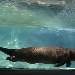 Giant Otter (Pteronura brasiliensis)