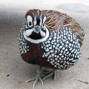 Montezuma quail