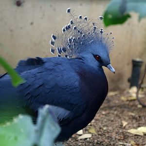 Victoria Crowned-pigeon