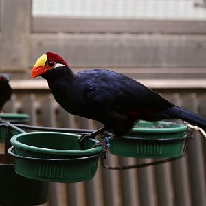 Violet Turaco