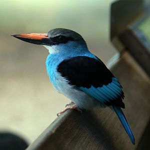Blue-breasted Kingfisher (Halcyon malimbica), January 2018