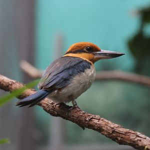 Guam Kingfisher (Todiramphus cinnamominus)