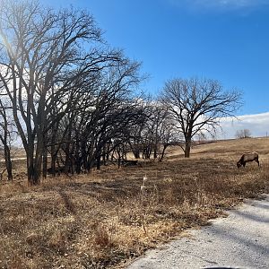 Elk