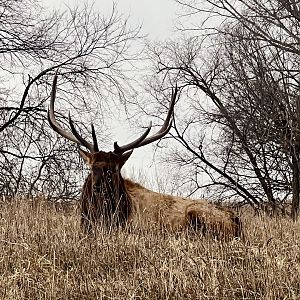 Elk