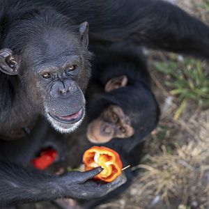 Female chimpansee and juvenile
