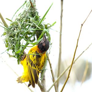 Male weaver