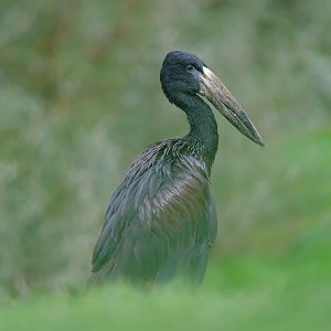 African openbill