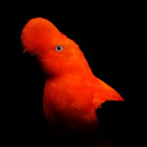 Male Andean cock-of-the-rock