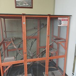 Eastern Screech Owl Exhibit - Inside Ambassador Building