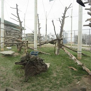 Guereza Colobus Exhibit