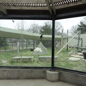 Chimpanzee Exhibit Left Side