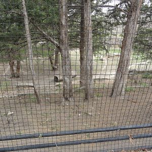 Cheetah Exhibit from Upper Viewing
