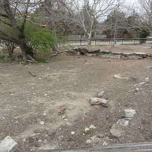 Turkey Vulture, Black-tailed Prairie Dog, Ornate Box Turtle Exhibit