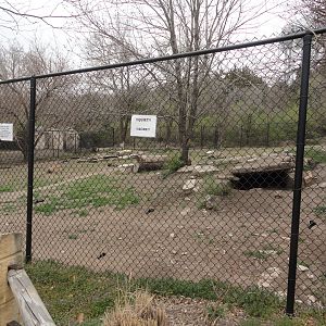 Spotted Hyena Exhibit