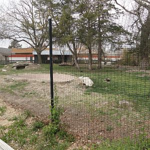 Giant Anteater & Maned Wolf Exhibit