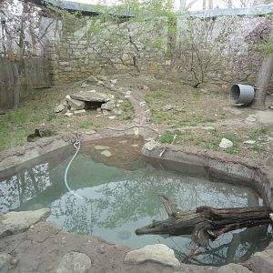 Asian Small-clawed Otter Exhibit
