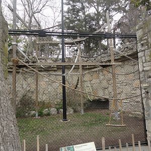 White-handed Gibbon Exhibit