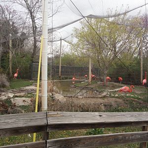 Caribbean Flamingo Exhibit