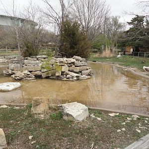 White Pelican, Crested Screamer, Black-necked Swan Exhibit