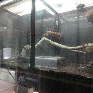 Boa Constrictor Exhibit - South American Jungle Habitat Building