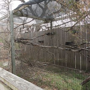 Bolivian Reed Titi Monkey Outdoor Exhibit