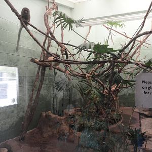 Bolivian Reed Titi Monkey Indoor Exhibit