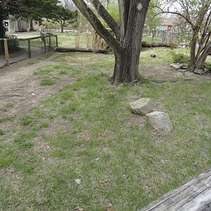 Red-footed Tortoise Exhibit