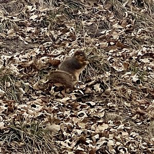 Fox Squirrel