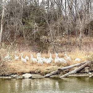 American White Pelicans