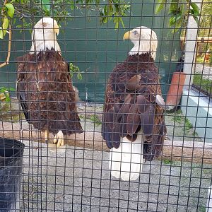 Calusa Nature Center - Bald Eagle