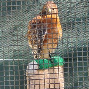 Calusa Nature Center - Red-shouldered Hawk