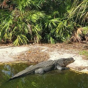 Calusa Nature Center - American Alligator