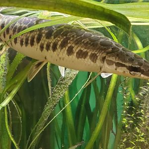 Calusa Nature Center - Spotted Gar